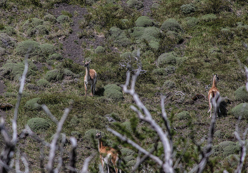 torresdelpaine9